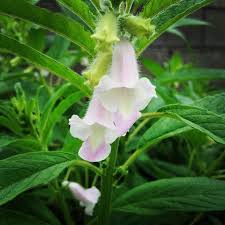 Image result for Sesamum angustifolium