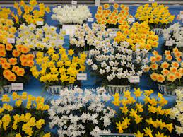Daffodil Line Up At The Rhs Chelsea Flower Show Chelsea Flower Show Bloom Flower Beauty