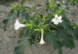 Image result for durman obecný plod