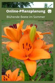 Uppigbluhende Beete Dank Online Pflanzplanung In 2020 Pflanzen Pflegeleichter Garten Bepflanzung