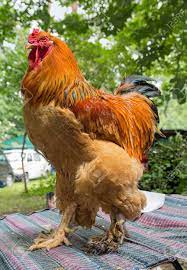 Big Beautiful Cock At The Fair. Animals Stock Photo, Picture and Royalty  Free Image. Image 61178428.