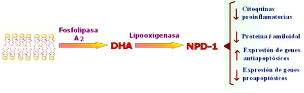 DHA Y NEUROPROTECCIÓN
