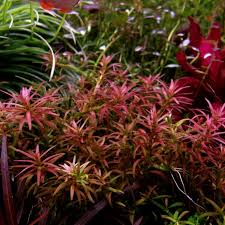 Image result for Rotala mexicana