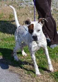 Black Australian Cattle Dog Blue Heeler Mix 02 14 14 Geoff Boxer Australian Cattle Dog Blue Heeler Mix Baby Male Medium Bryan Anim Australian Cattle Dog Blue Heeler Cattle Dogs Mix Heeler Mix