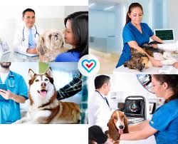 El oliveral, parcela 1, nave 3, bloque a. Home Cuore Veterinarios Cardiologos En Lima Peru