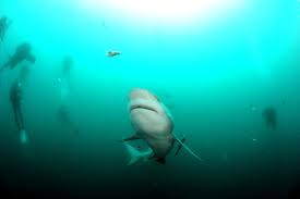 Learn more about bull sharks hunting. Why Is This Indian Ocean Island A Hot Spot For Shark Attacks Science Smithsonian Magazine