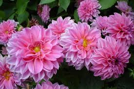 Check spelling or type a new query. Flower Traditions In Mexico Mexico S Most Popular Flowers Russian Flora Blog Russian Flora Blog