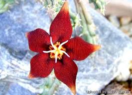 Image result for Piaranthus atrosanguineus