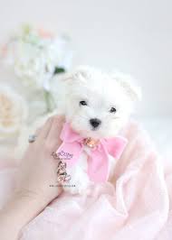 Maltese Puppies For Sale Teacups 122 Maltese Maltese Puppy Teacup Puppies Maltese Maltese Dogs
