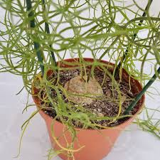 Image result for Bowiea volubilis