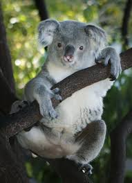 See more of koala bears on facebook. Cairns Attractions Where To Cuddle A Koala In Cairns