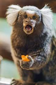 Pin On Marmosets