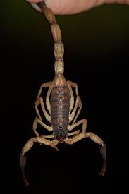 Image result for Scorpion