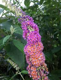 Image result for Komule střídavolisté