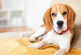 Image result for bígl