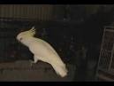 montefiori collection 2 parrots talking video