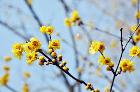 I fiori invernali da mettere in balcone: Calicanto D Inverno Fiore Invernale Fiori Da Balcone Fiori D Inverno Fiori