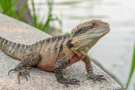 The australian water dragon (intellagama lesueurii), which includes the eastern water dragon (intellagama lesueurii lesueurii) and the gippsland water dragon (intellagama lesueurii howittii) subspecies, is an arboreal agamid species native to eastern australia from victoria northwards to queensland. Australian Water Dragon At Chinese Garden Of Friendship In Sydney Stock Photo Picture And Royalty Free Image Image 148686261