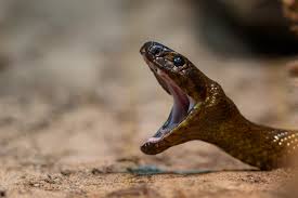 * auch andere schlangen sind berüchtigt für ihre giftigkeit: Die Giftigste Schlange Der Welt Foto Bild Tiere Zoo Wildpark Falknerei Amphibien Reptilien Bilder Auf Fotocommunity