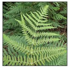 Image result for Histiopteris