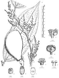 Image result for Anisophyllea