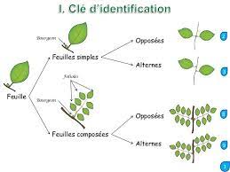 Cle D Identification Des Arbres Feuillus Du Quebec Identification Des Arbres Arbre Feuillu Arbre