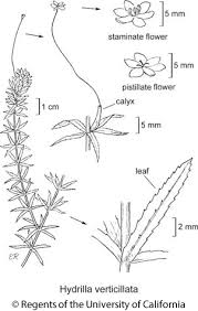 Image result for Hydrilla verticillata