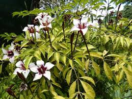 Image result for Rothmannia longiflora