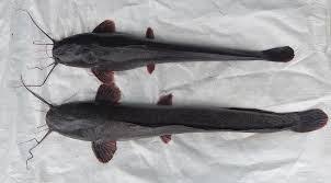 Analisa budidaya lele 1000 ekor ini menunjukan bahwa keuntungan bisnis lele masih menggiurkan dan masih digeluti banyak orang. Analisa Tebar Benih Lele 10 000 Ekor Keunggulan Panen 45 Hari Alam Ikan