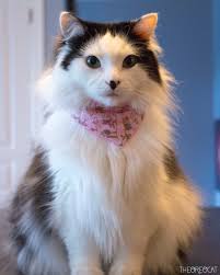 Bath Ball purrfessional 🛁🎾 #catsoffacebook #orangecat #FunnyCats