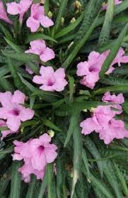 Ruellia simplex, the mexican petunia, mexican bluebell or britton's wild petunia, is a species of flowering plant in the family acanthaceae. 2 Plants Katie Pink Dwarf Mexican Petunia Ruellia Perennial Ground Rooted Live Plant Wcrf18 Buy Online In Portugal At Desertcart Pt Productid 168476809