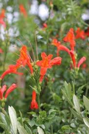 Image result for Tecomaria nyassae