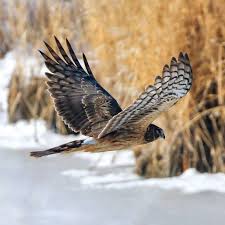 Northern Harrier Michigan Birds Of Prey 78 Likes 1 Comments Brian Peck Bird Whisperer On Instagram Northern Harrier In Flight Aka Marsh Hawk Th Birds Of Prey Beautiful Birds Birds In Flight