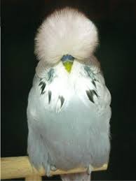 english budgerigars parakeet because of that fabulous hair budgerigar pet birds parakeet