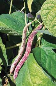 Dragon Tongue Wax Bush Bean Dragon S Tongue Horticultural Wax Beautiful 8 Flat Creamy Yellow Pods Covere Dragon Tongue Beans Parts Of A Flower Bush Beans