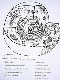 Anatomy and physiology free coloring pages are a fun way for kids of all ages to develop creativity, focus, motor skills and color recognition. Anatomy And Physiology Coloring Pages Free Coloring Home
