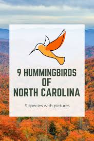 Birds Native To Virginia Beach Hummingbirds Of North Carolina 9 Species With Pictures In 2020 North Carolina Hummingbird Wild Birds