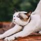 Yoga with Jean Marie — Bent Mountain Center event image
