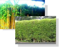 Namun, jika mama ingin memberikan sentuhan yang berbeda pada rumah mama, mengapa tidak mencoba memiliki pagar tanaman hidup? Manfaatkan 21 Tanaman Ini Untuk Pagar Agar Sejuk Dan Elegan Ripiku Com