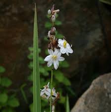 Image result for Chlorophytum bowkeri