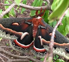 Image result for Cecropia