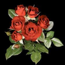 'mom' gives floriferousness, flower form & novel color. 28 Rose Bushes Garden Flowers The Home Depot
