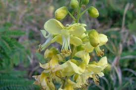 Image result for Caesalpinia cassioides