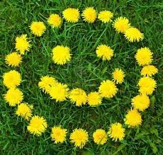 Close Up Of Dandelion Flower S Smiley At The Field Dandelion Flower Smiley Dandelion Benefits