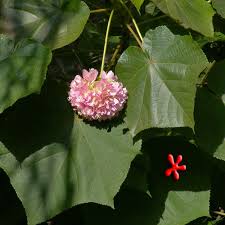 Image result for Dombeya