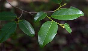 Image result for Cleistanthus schlechteri