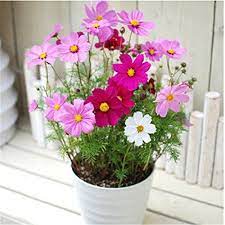 Robot Check Cosmos Flowers Garden Flower Landscape Container Flowers
