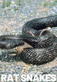 The eastern rat snake, like the eastern racer, is a constrictor. How To Get Rid Of Rats Fast Get Rid Of Rats How To Get Rid Of Rats Rats