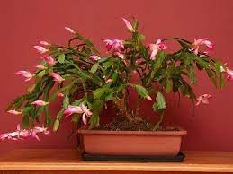 The poor things have a reputation for never blooming or blooming when. Repotting Christmas Cactus How And When To Repot Christmas Cactus Plants Dummer Garden Manage Gfinger Es La App De Jardineria Mas Profesional