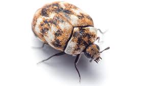 Beetle Big Black Bug In House The Average Home Has More Than 100 Kinds Of Bugs Living In It New Study Finds Types Of Bugs Bugs Identify Bugs